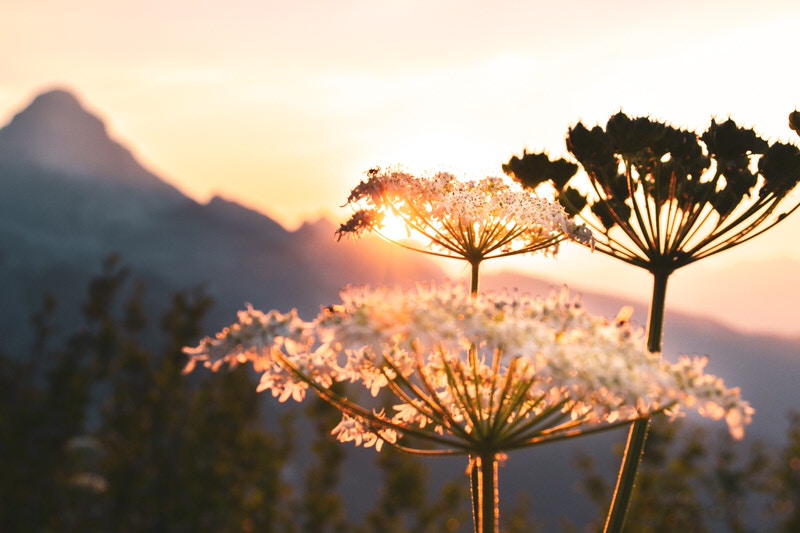 Blume